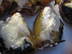 Grilled Peaches w/Beechers Honey Cheese